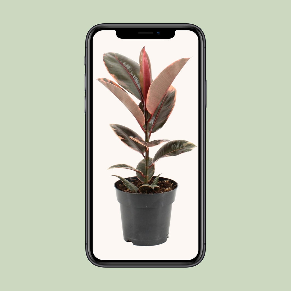 Ficus elastica Belize (gummitræ) – Ø17 cm, 55 cm høj
