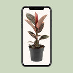 Ficus elastica Belize (gummitræ) – Ø17 cm, 55 cm høj