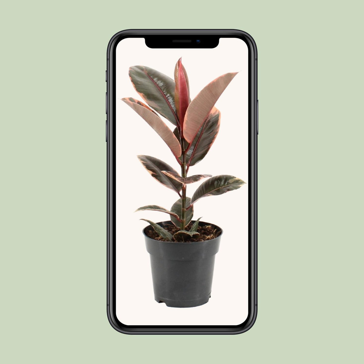 Ficus elastica Belize (rubberplant) – Ø17 cm, 55 cm hoog