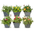 Delosperma mix (ijsbloem) – 6 planten, Ø7 cm, 10–12 cm hoog