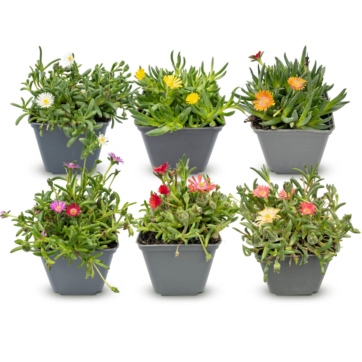 Delosperma mix (ijsbloem) – 6 planten, Ø7 cm, 10–12 cm hoog