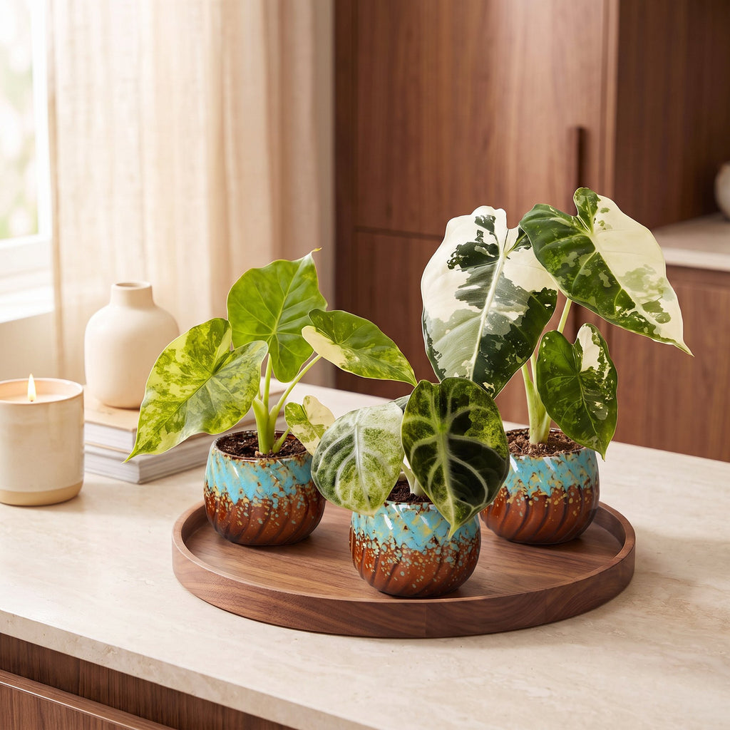 3× Baby Alocasia Tricolour Variegata (elephant ear) incl. Copper Reef – Ø6 cm, 5–15 cm tall – photo 3