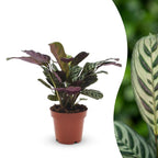 Ctenanthe burle-marxii (fiskebensplante) – Ø12 cm, 30 cm høj