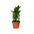 Zamioculcas (plante ZZ) – Ø 12 cm, 30 cm de haut