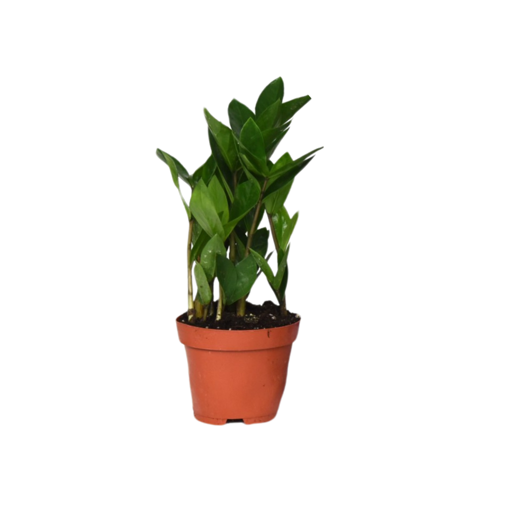Zamioculcas (zz-plant) – Ø12 cm, 30 cm hoog