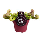 Sarracenia Psittacina (trompetbekerplant) – Ø12 cm, 13 cm hoog