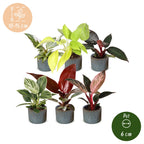 6× Baby Philodendron Family incl. Linnea Misty Blue – Ø6 cm, 10–15 cm high