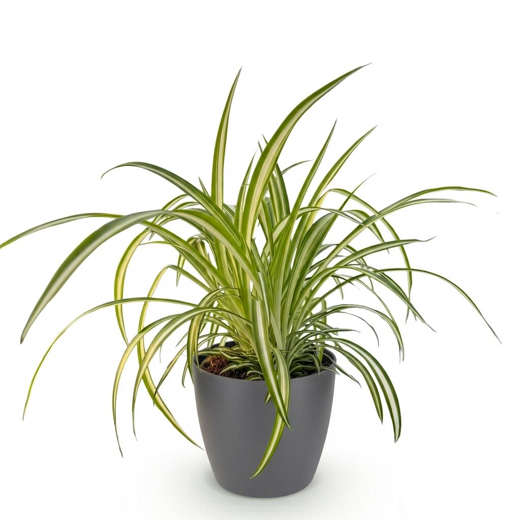 Chlorophytum comosum Variegatum (spider plant) in grey Potter decorative pot – Ø12 cm, 20 cm high – photo 2