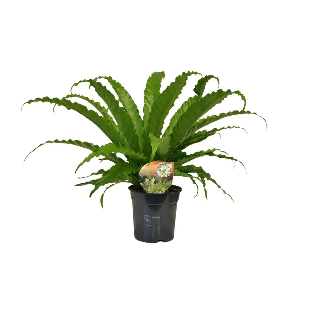 Asplenium Osaka (fougère nid d'oiseau) – Ø17 cm, 40 cm de haut