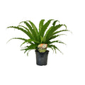 Asplenium Osaka (fougère nid d'oiseau) – Ø17 cm, 40 cm de haut