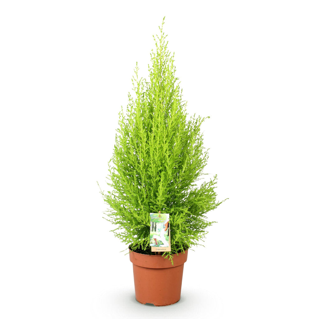 Cupressus Gold Crest Wilma (indendørs cypres) – Ø21 cm, 85–95 cm høj