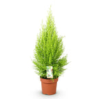 Cupressus Gold Crest Wilma (indendørs cypres) – Ø21 cm, 85–95 cm høj