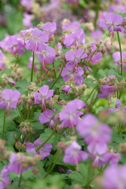 Geranium cantabrigiense 'Cambridge' (storkege) – 24 planter, Ø9 cm, 10–25 cm høje – billede 8