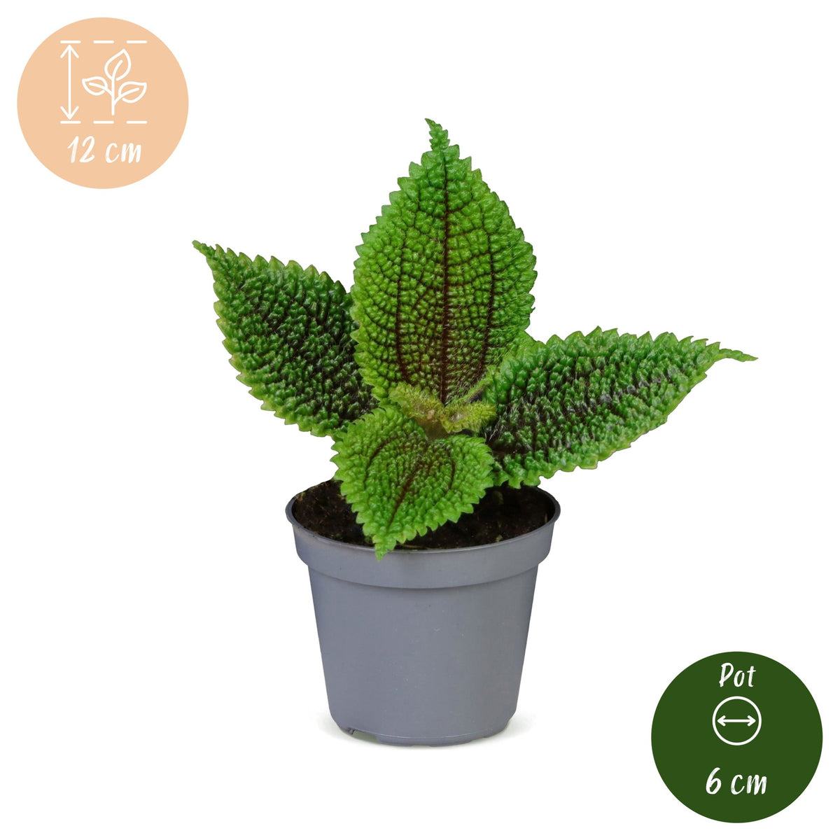 Pilea Moon Valley – Ø6 cm, 12 cm de haut