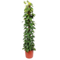 Epipremnum aureum (Scindapsus) – Ø 34 cm, 180 cm hoch