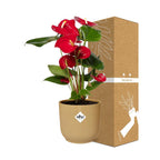 Anthurium Red 12cm in ELHO Vibes Fold 14cm gelb (Flammenlilie) – 40 cm hoch