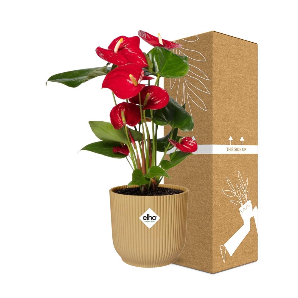 Anthurium Red 12cm in ELHO Vibes Fold 14cm gelb (Flammenlilie) – 40 cm hoch – Bild 4