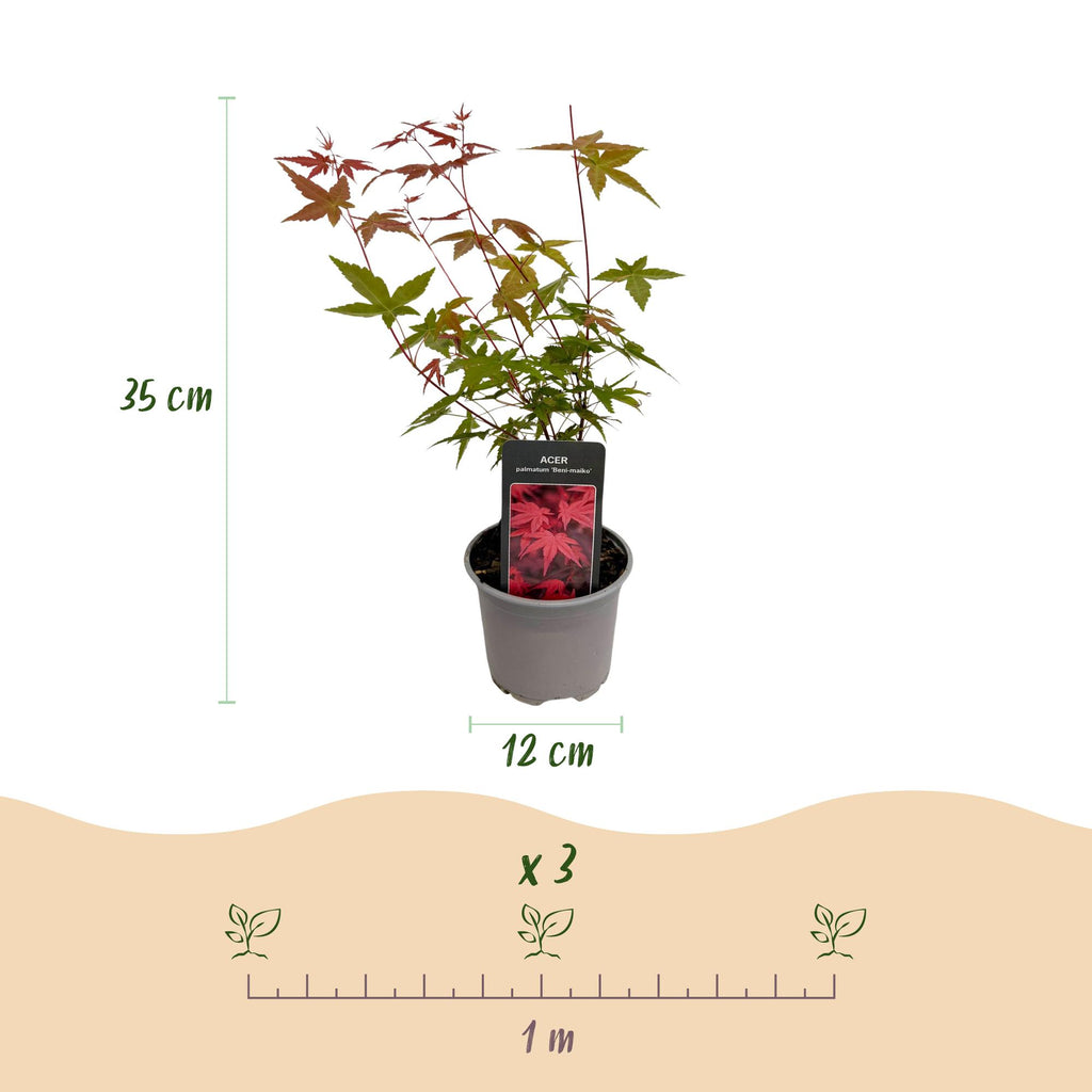 Acer palmatum 'Beni-maiko' (Japanse esdoorn) – rood – 3 planten, Ø12 cm, 35 cm hoog – foto 3