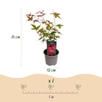 Acer palmatum 'Beni-maiko' (Japanse esdoorn) – rood – 3 planten, Ø12 cm, 35 cm hoog