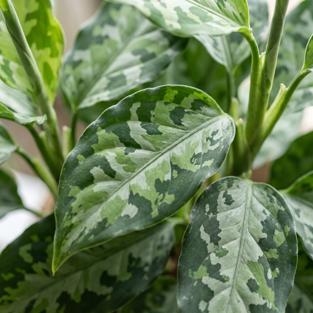Aglaonema Pictum Tricolor – Ø6 cm, 10 cm høj