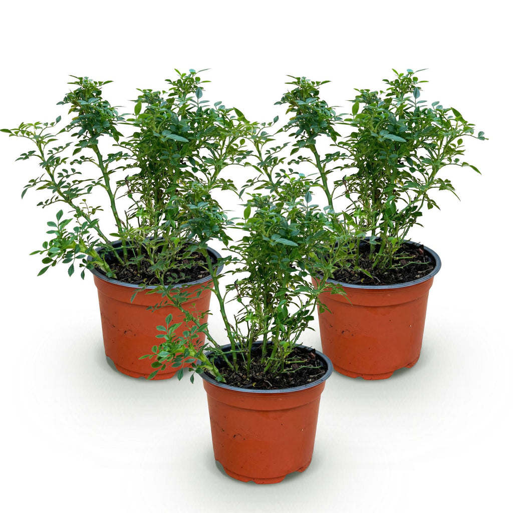 Rosa 'Cutie Pie' (rosier) – rose – 3 plants, Ø12 cm, 20–25 cm de haut – photo 2