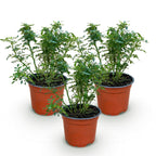 Rosa 'Cutie Pie' (rosier) – rose – 3 plants, Ø12 cm, 20–25 cm de haut