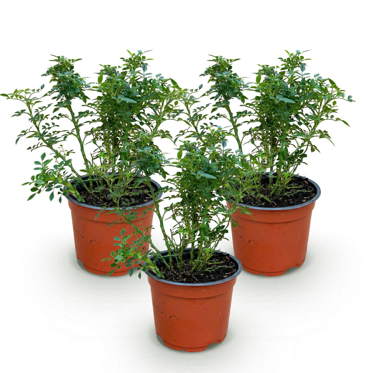 Rosa 'Cutie Pie' (rosier) – rose – 3 plants, Ø12 cm, 20–25 cm de haut – photo 2