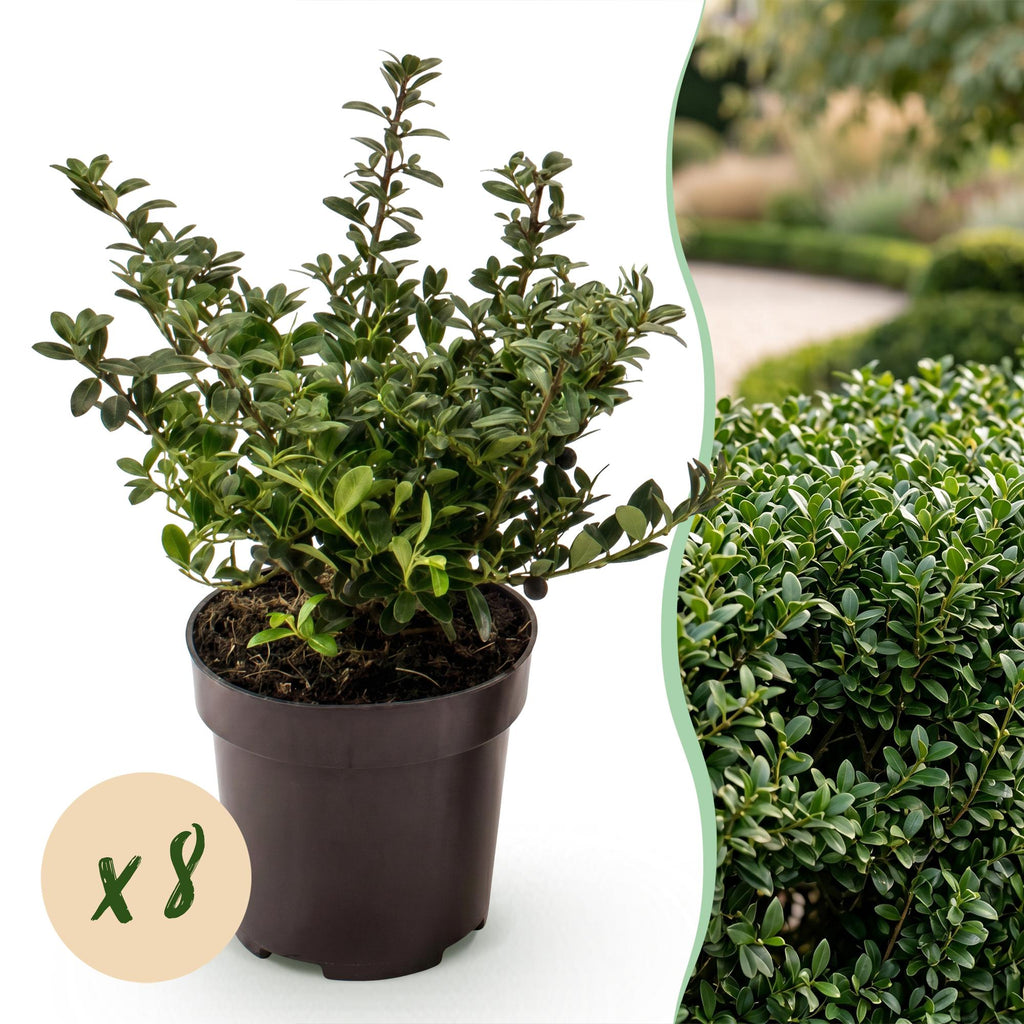 Ilex crenata 'Stokes' (Houx du Japon) – 8 plants, Ø9 cm, 20–30 cm de haut