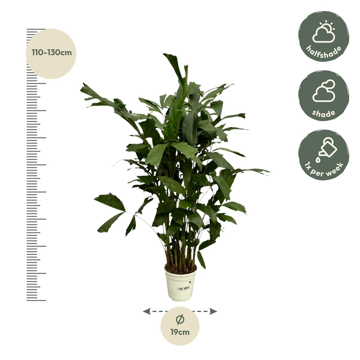 Caryota Mitis (palmier queue-de-renard) – Ø21 cm, 120 cm de haut