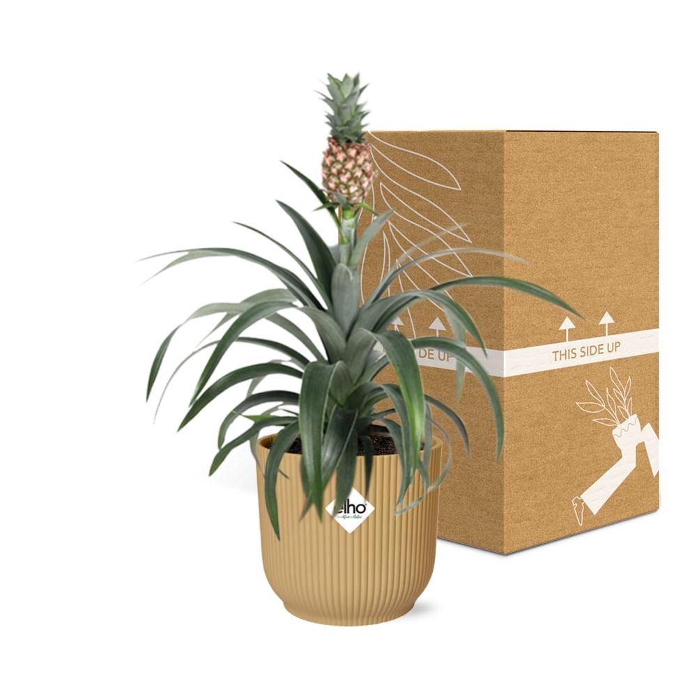 Ananas Mi Amigo in ELHO Vibes Fold 14cm geel (ananasplant) – 40 cm hoog