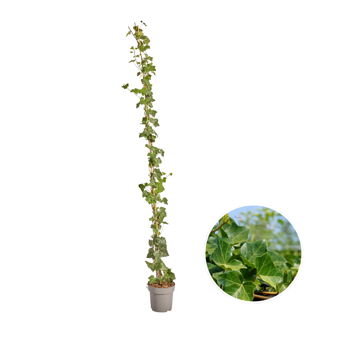 Hedera hibernica (klimop) gestokt – Ø10 cm, 150–175 cm hoog