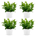 4× Asplenium Crispy Wave (fugleredefarn) i Potter-pyntepotte hvid – Ø12 cm, 30 cm høj