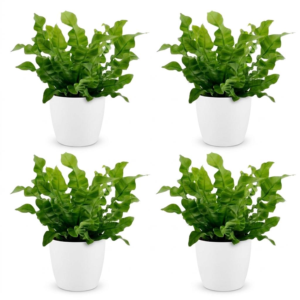 4× Asplenium Crispy Wave (fugleredefarn) i Potter-pyntepotte hvid – Ø12 cm, 30 cm høj