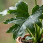Philodendron Lickety split – Ø19 cm, 70 cm de haut