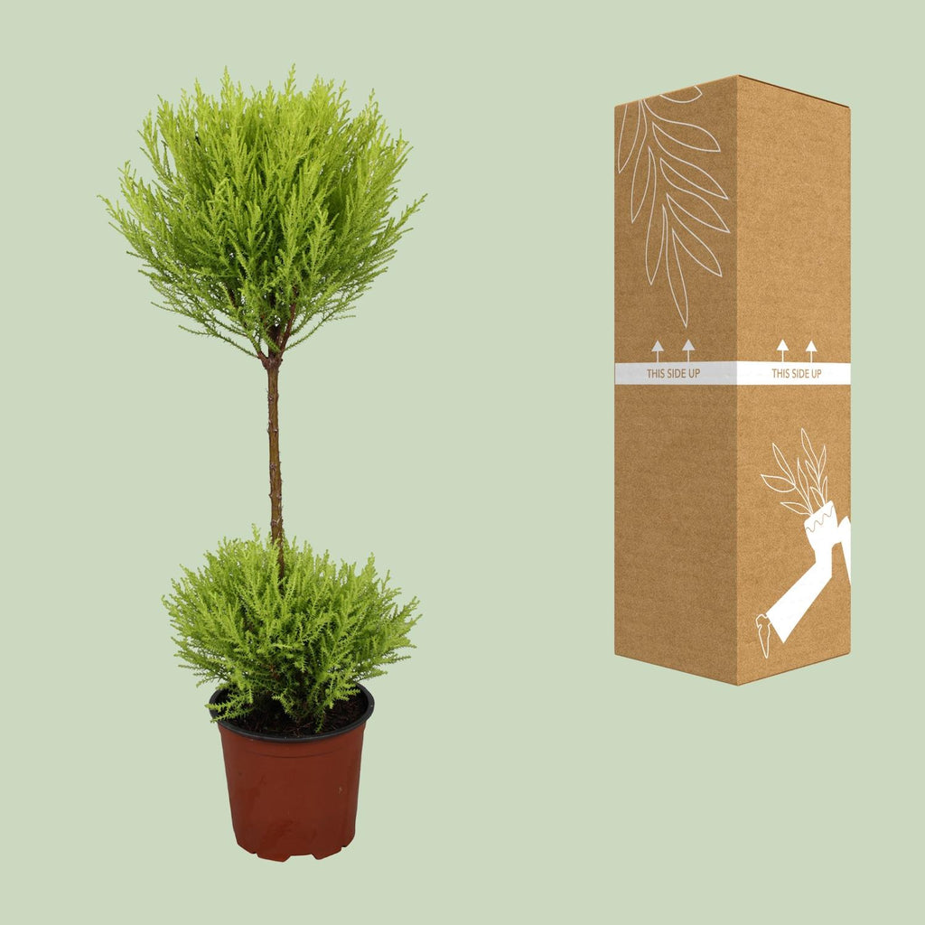 Cupressus Goldcrest Wilma (cyprès d'intérieur) – Ø14 cm, 60 cm de haut – photo 3