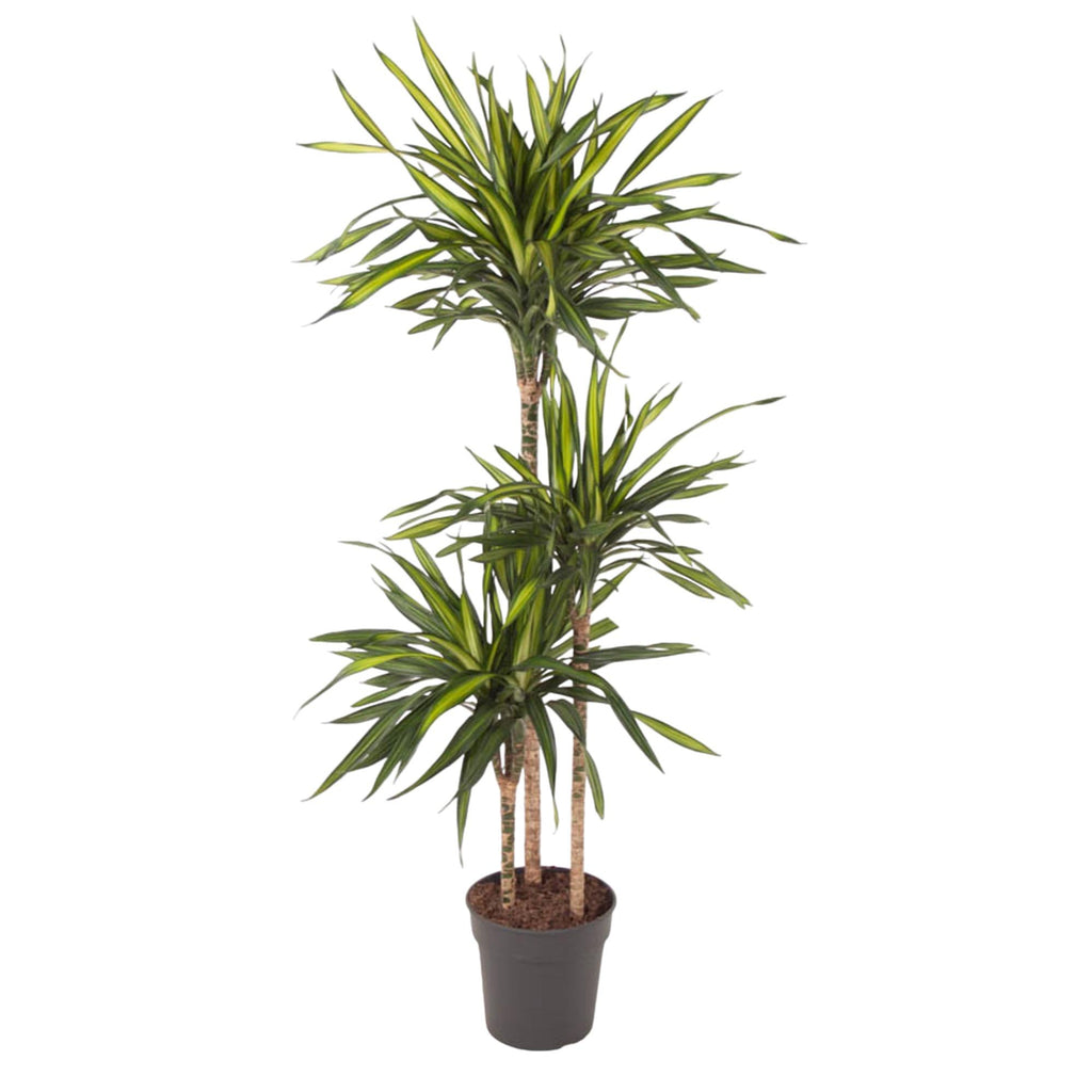 Dracaena Riki (Drachenbaum) – Ø 24 cm, 140 cm hoch