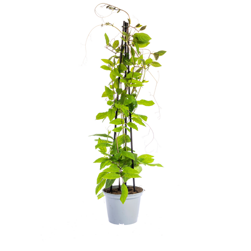 Rhodochiton, 'Cobea, Lathyrus &amp; Ipomoea' (violette Glockenblumenranke) – 4 Pflanzen, Ø13 cm, 60 cm hoch – Bild 3