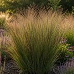 Panicum virgatum 'Rotstrahlbusch' (graminée ornementale aux couleurs automnales chaudes) – 6 plants, Ø12 cm
