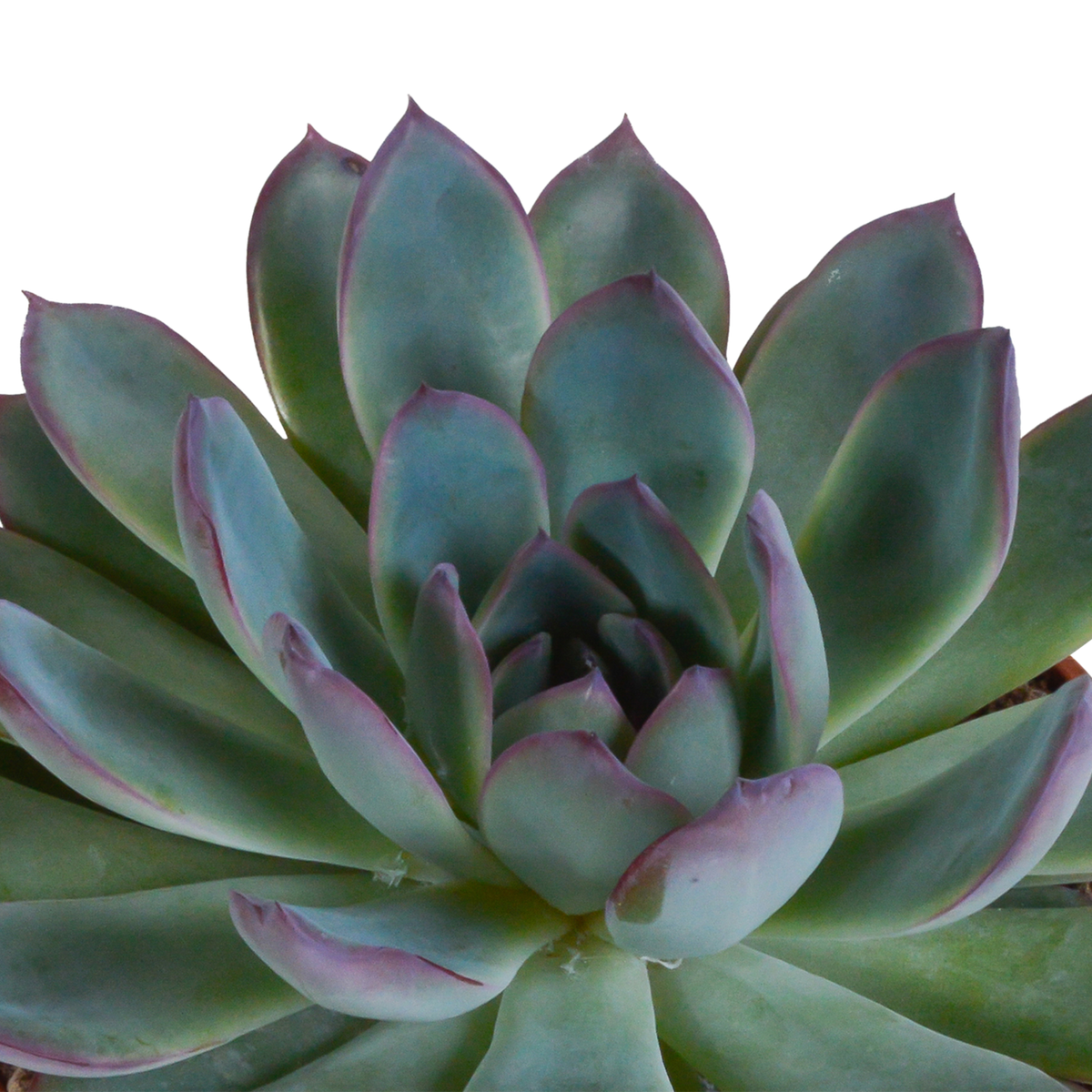 Echeveria mix in witte pot – Ø11 cm, 21 cm hoog