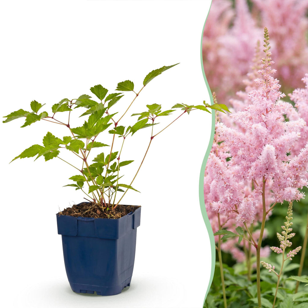 Astilbe 'Europa' (Fliederblumen) – rosa – 3 Pflanzen, Ø11 cm, 15–25 cm hoch – Bild 2