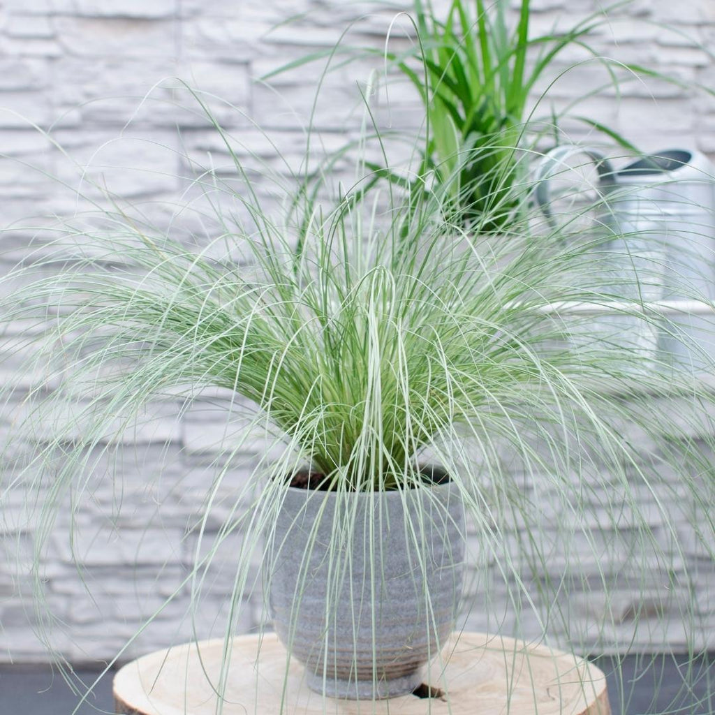 Carex comans 'Frosted Curls' (soft rush) – 6 plants, Ø14 cm, 25 cm high – photo 2