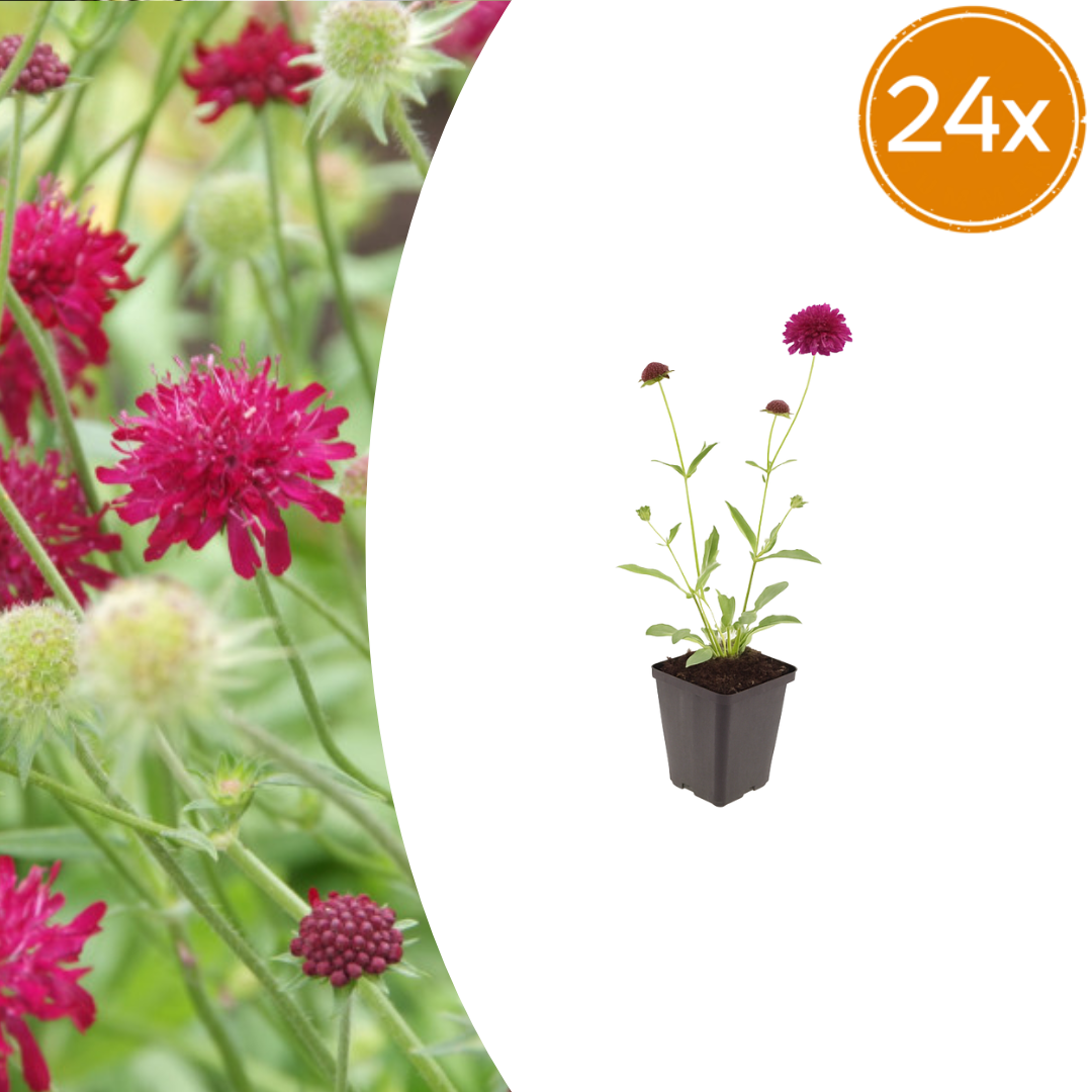 Knautia macedonica (beemdkroon) – 24 planten, Ø9 cm, 10–25 cm hoog