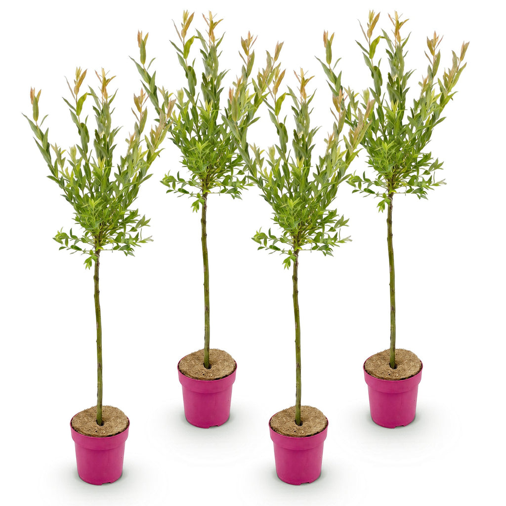 Salix 'Flamingo' (Weide) – 4 Pflanzen, Ø 19 cm, 90–100 cm hoch – Bild 2