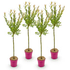 Salix 'Flamingo' (Weide) – 4 Pflanzen, Ø 19 cm, 90–100 cm hoch