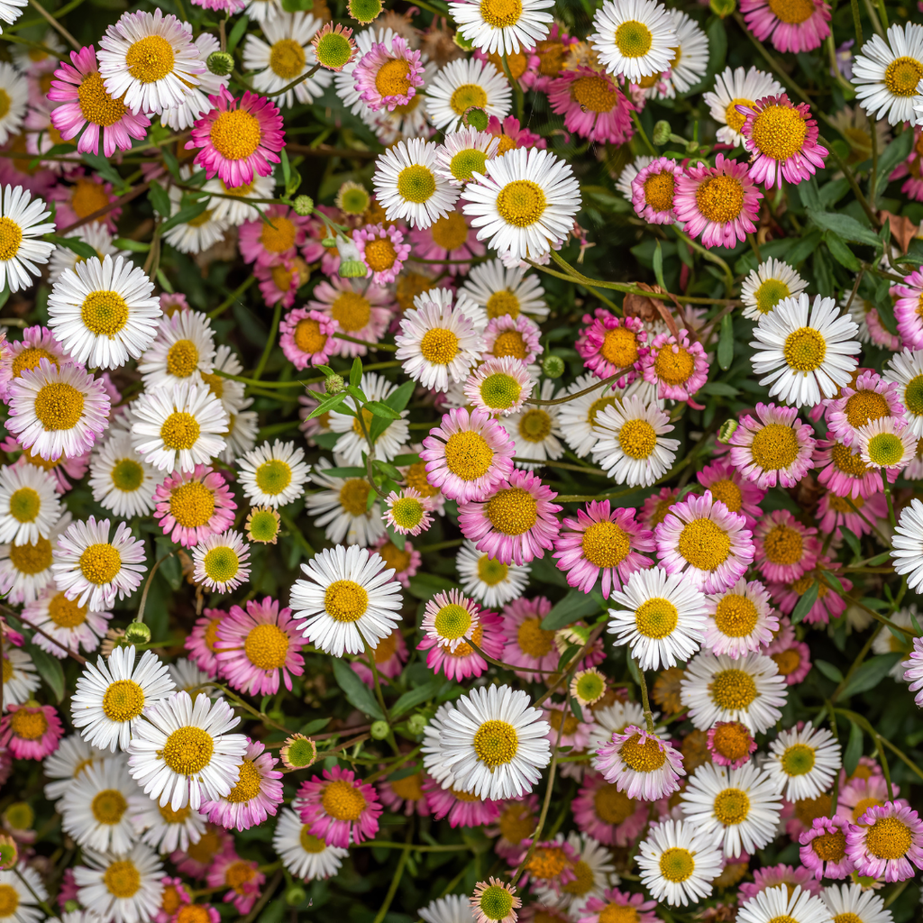 Erigeron karvinskianus (fine-leaved) – 24 plants, Ø9 cm, 10–25 cm high – photo 8