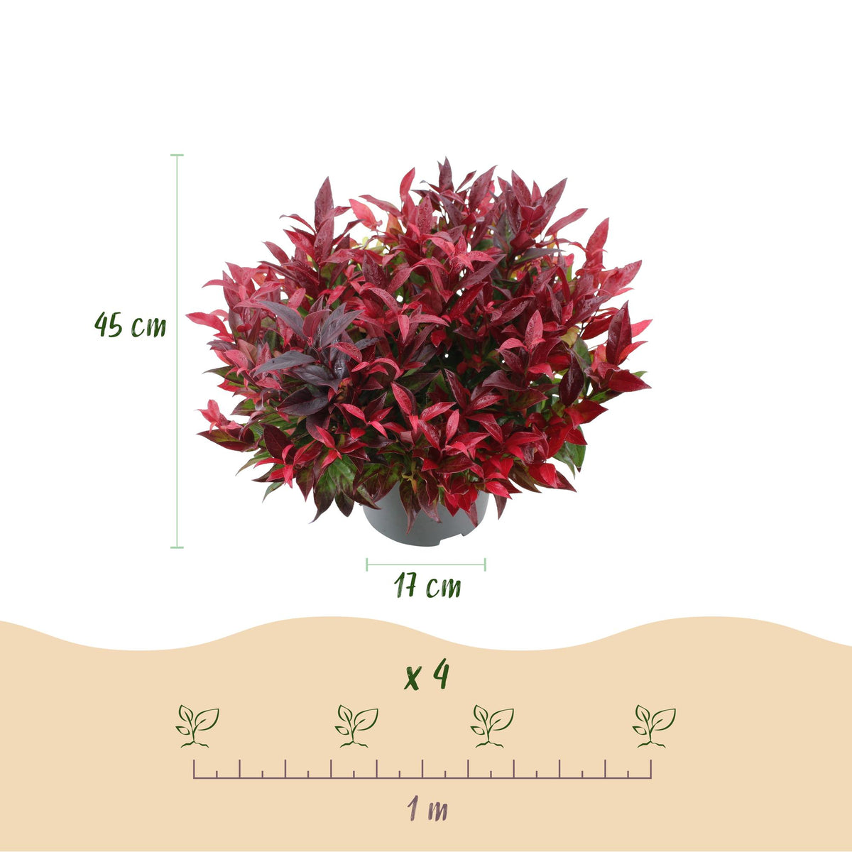 Leucothoe 'Zeblid' – rot – 2 Pflanzen, Ø17 cm, 45 cm hoch – Bild 3