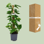 Scindapsus Epipremnum – Ø19 cm, 80 cm hoog