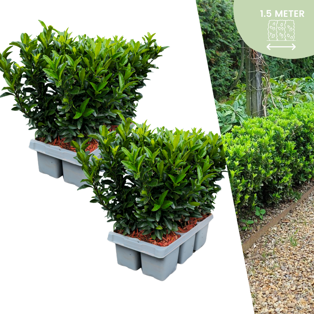 Euonymus 'Green Spire' (burning bush) – 12 plants, Ø7 cm, 15 cm high – art. 37806