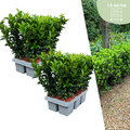 Euonymus 'Green Spire' (burning bush) – 12 plants, Ø7 cm, 15 cm high – art. 37806