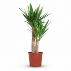Yucca elephantipes – Ø21 cm, 80–90 cm hoog